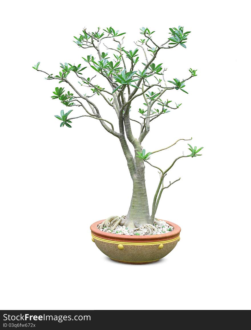 Is the scientific name Adenium obesum. Is the scientific name Adenium obesum