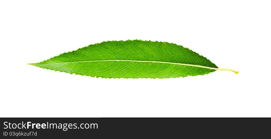 Leaf isolated on a white