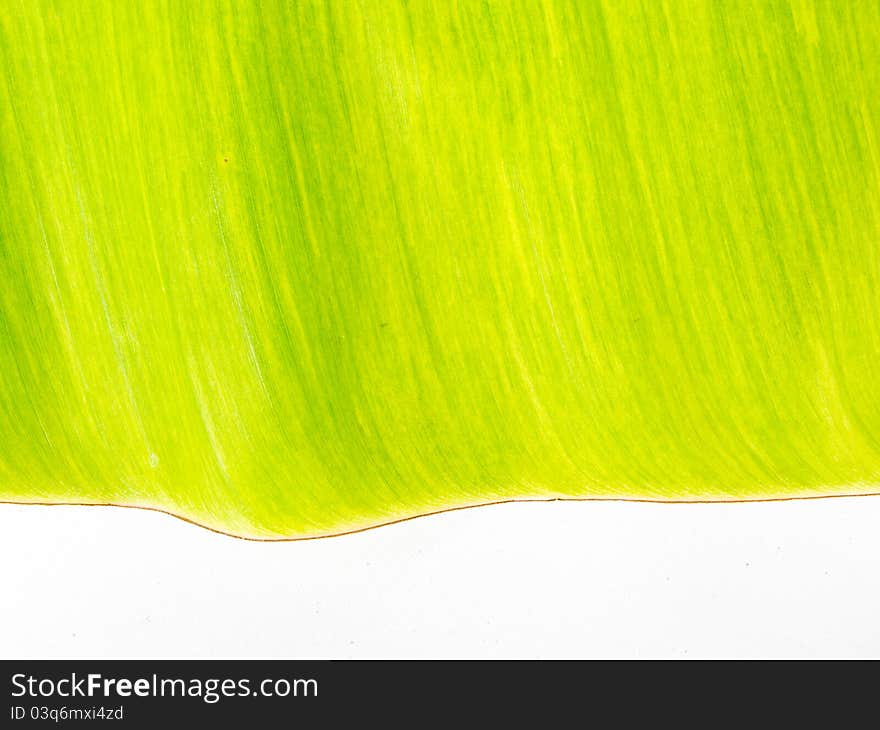 A green banana leaf background