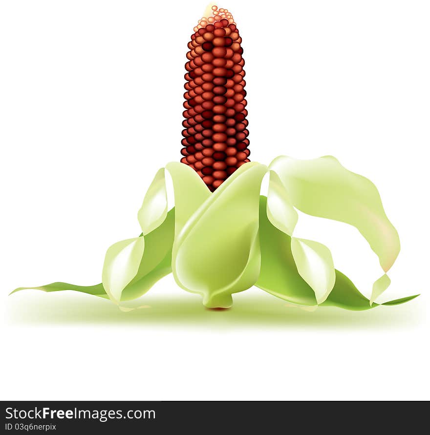 Indian Corn On The Cob