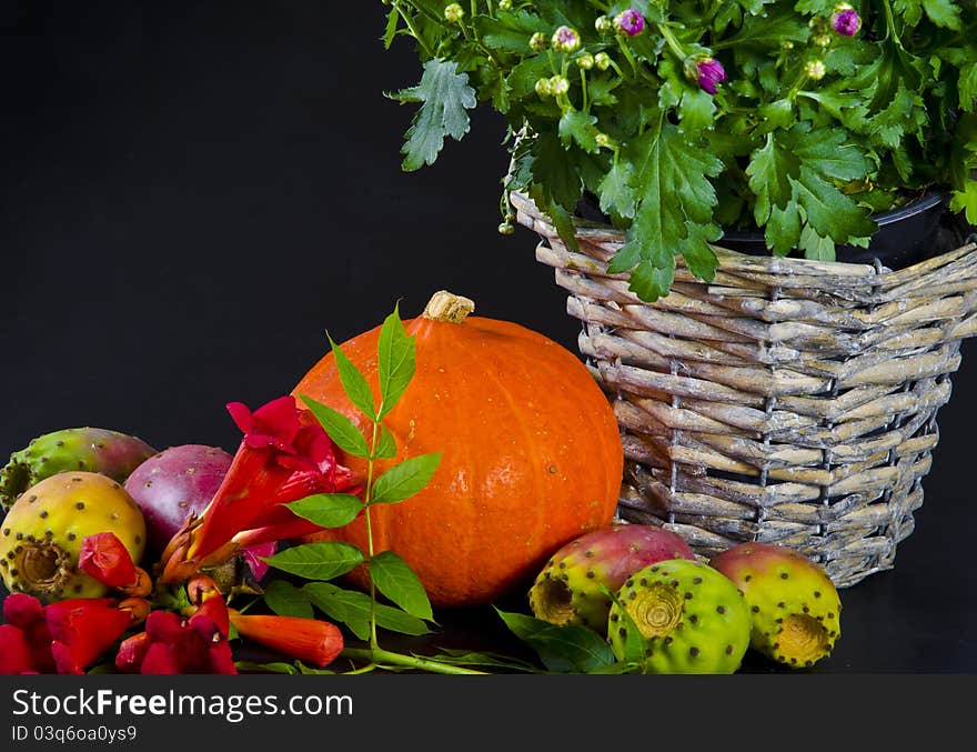 Cucurbita and American Trumpet Vine