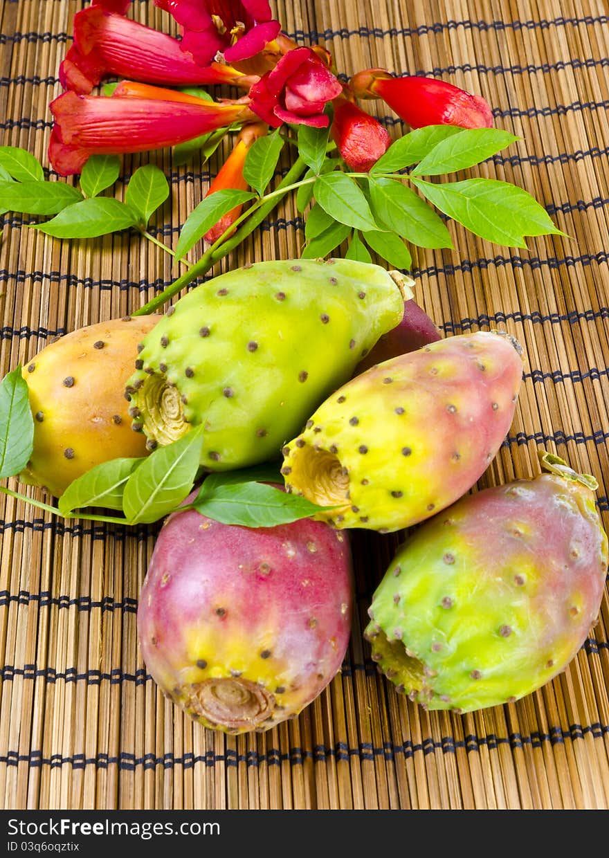 Like all true cactus species, prickly pears are native only to the Western hemisphere; however, they have been introduced to other parts of the globe.