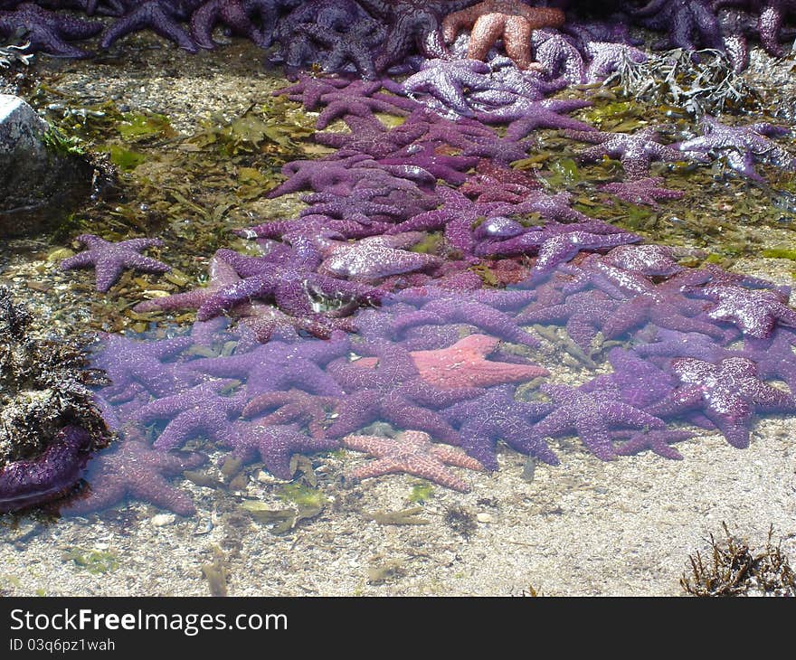 Starfish in British Columbia, Canada