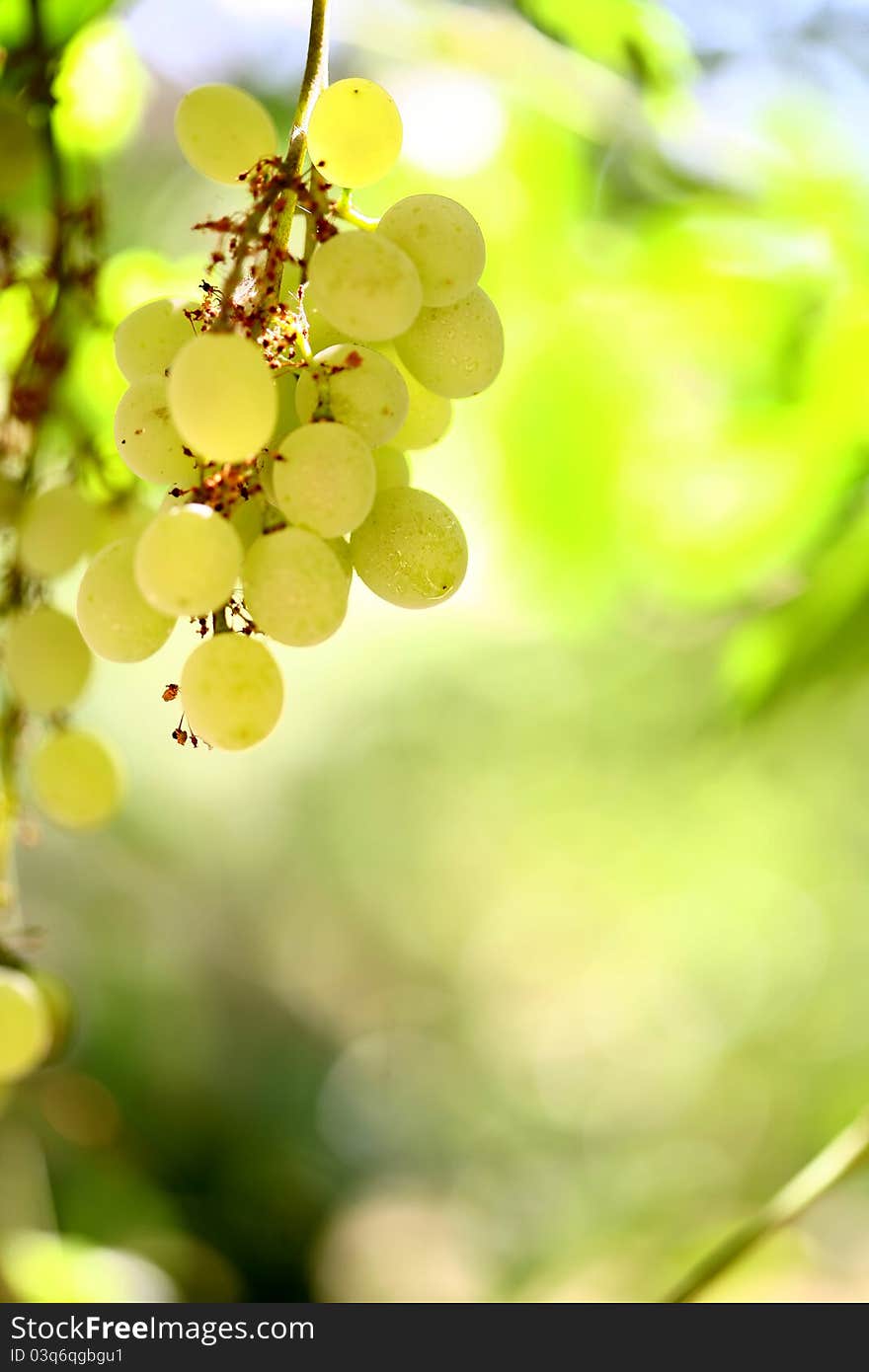 Grape background