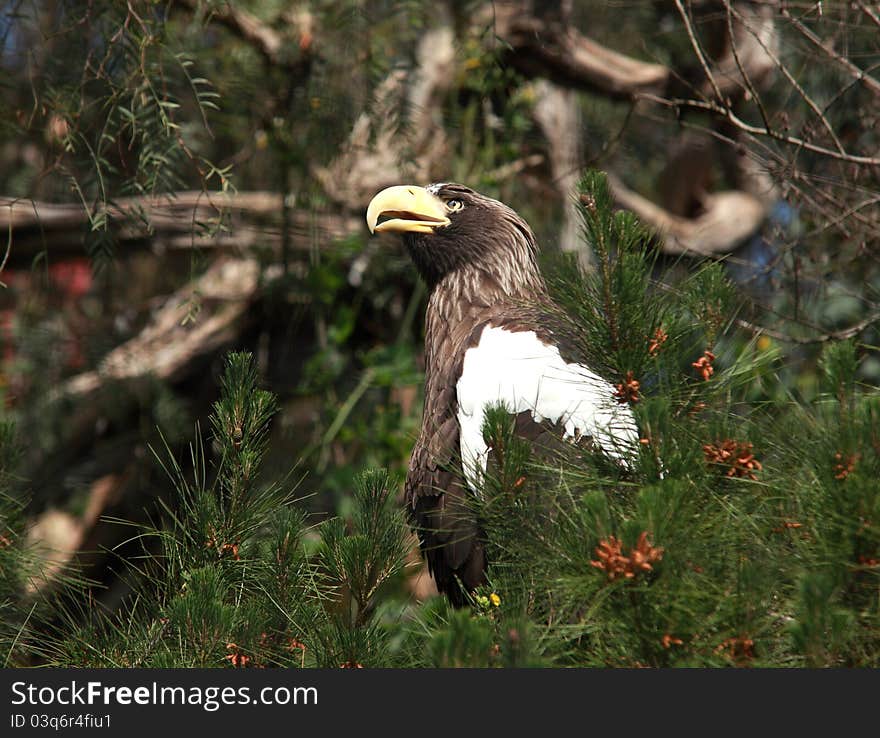 Eagle bird in the wilderness