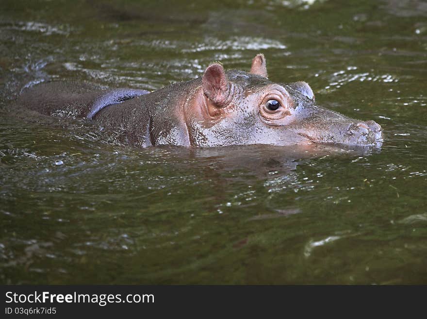 The juvenile of hippotamus (Hippopotamus amphibius) in water. The juvenile of hippotamus (Hippopotamus amphibius) in water.