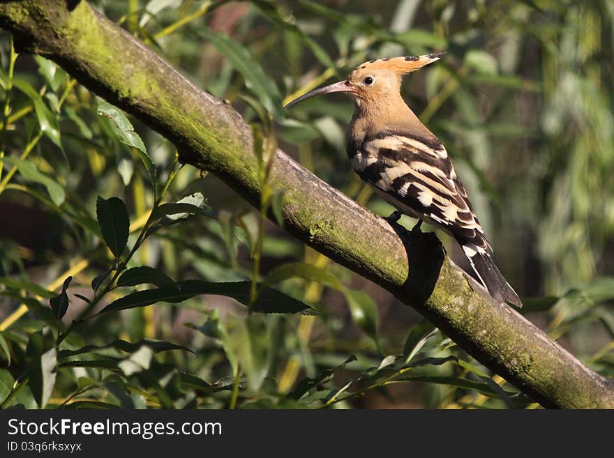 Hoopoe