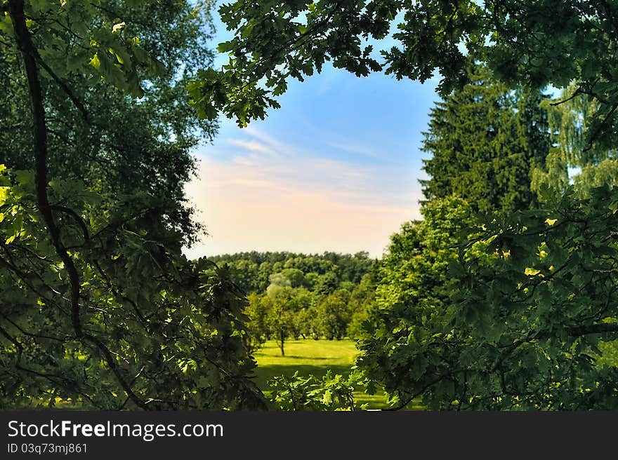 Panorama of the forest through the trees of oak. Panorama of the forest through the trees of oak