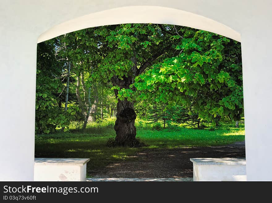 View powerful trunk of the tree through the stone arch. View powerful trunk of the tree through the stone arch