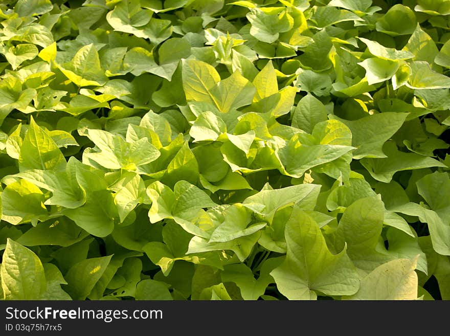 Green Leaves Plant