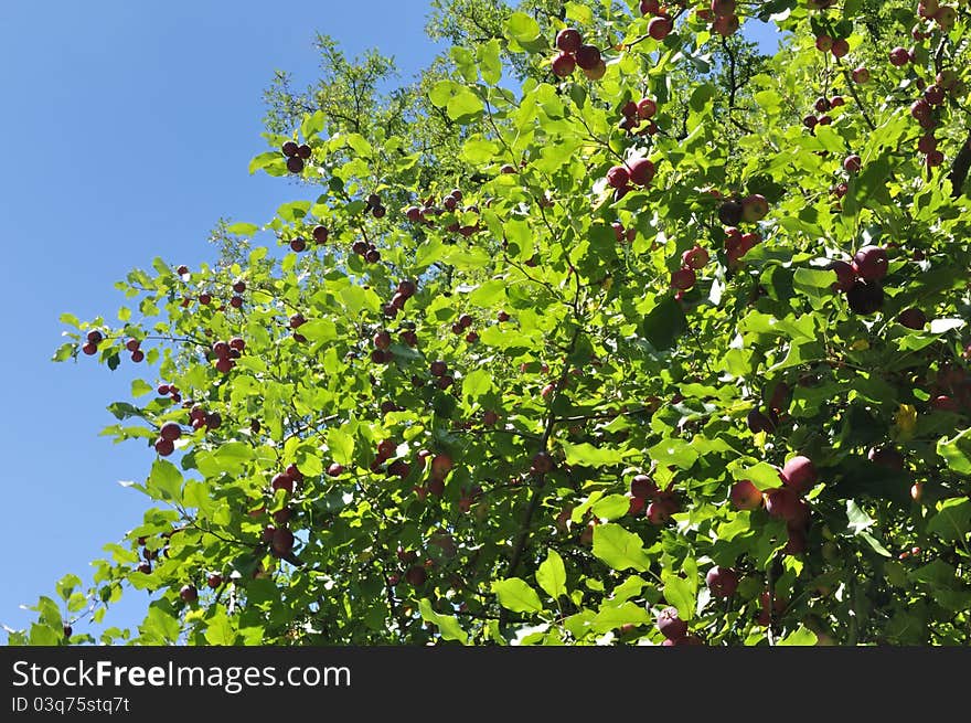 Apple tree in summer great blue sky. Apple tree in summer great blue sky.