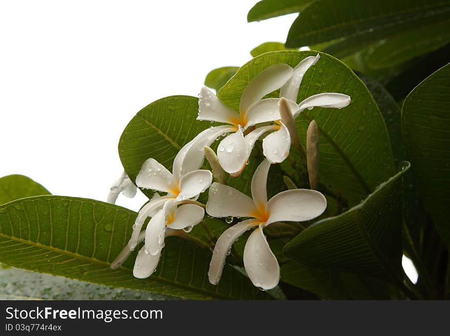 White Flowers