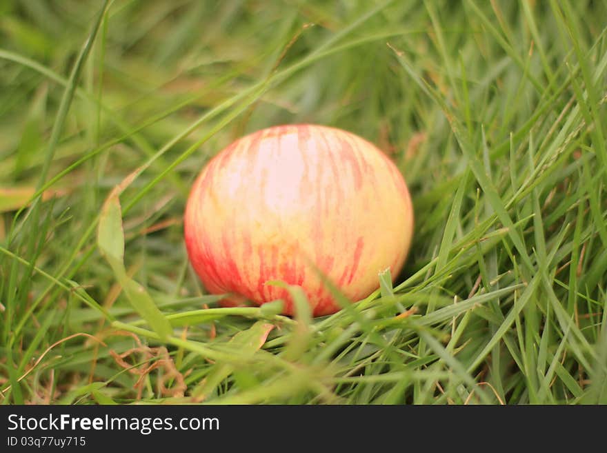 Apple lying on the grass