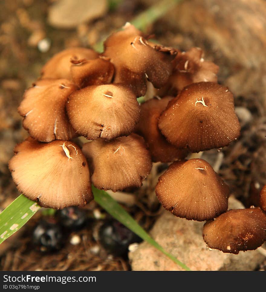 Non edible Brown Fungus in damp soil. Non edible Brown Fungus in damp soil