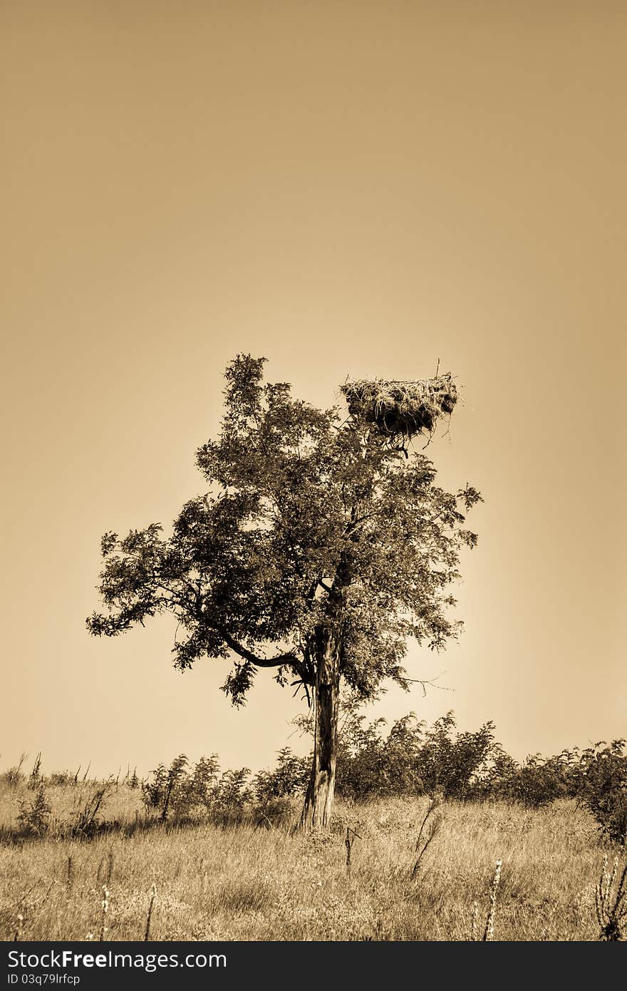 Stork nest in a tree