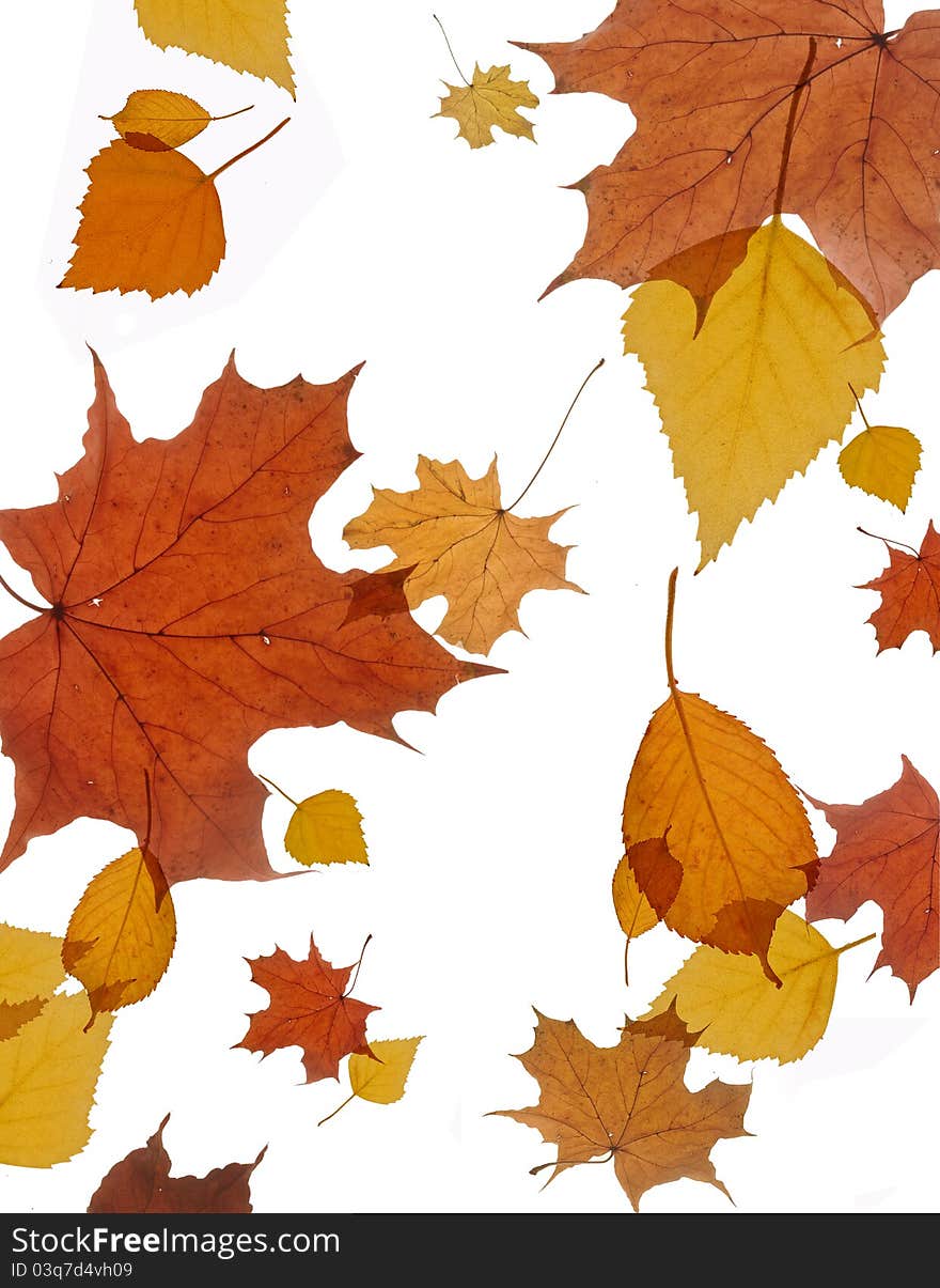 Different colors autumn leaves with white background. Different colors autumn leaves with white background