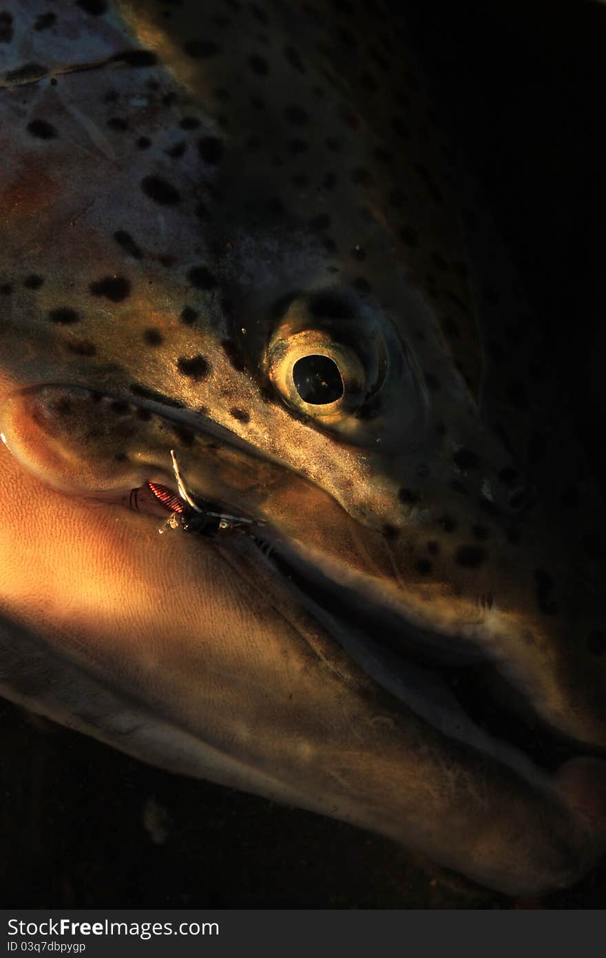 Wild Rainbowtrout Portrait