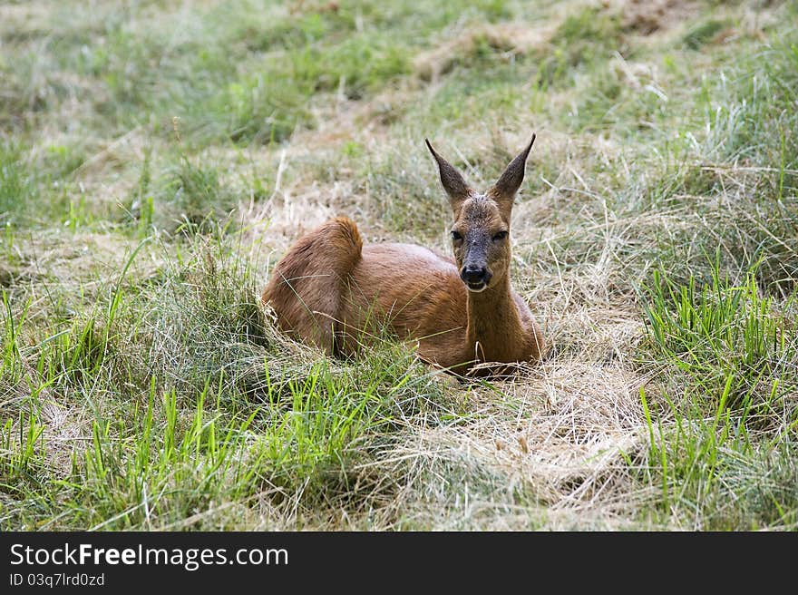 A crouching deer while resting