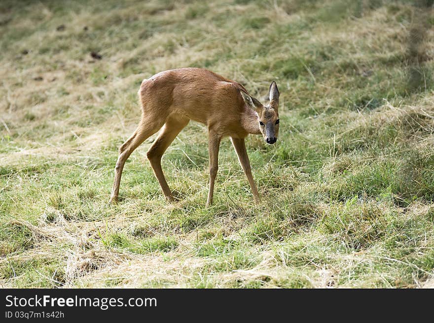 Derr baby toddler photographed in the wild. Derr baby toddler photographed in the wild