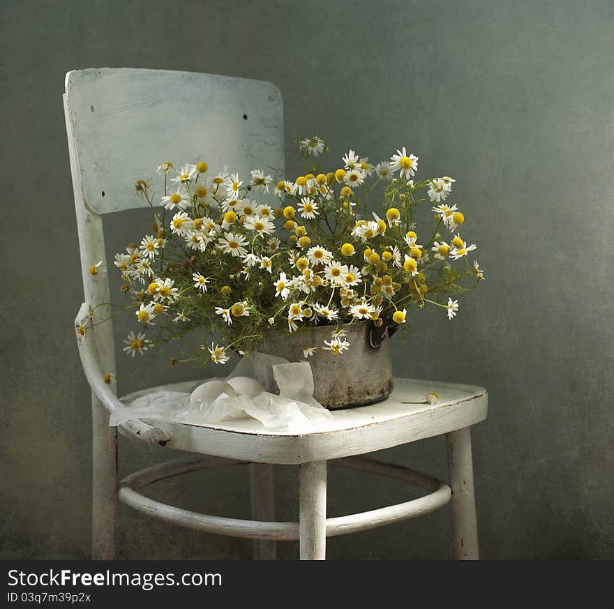 Bouquet of camomiles on a white chair. Bouquet of camomiles on a white chair