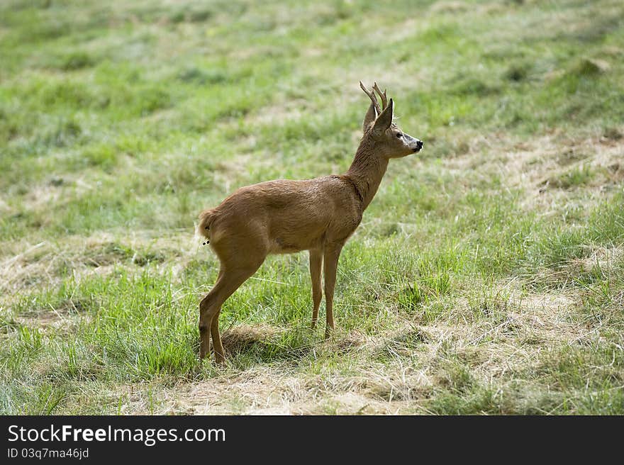 Deer that looks beyond the horizon