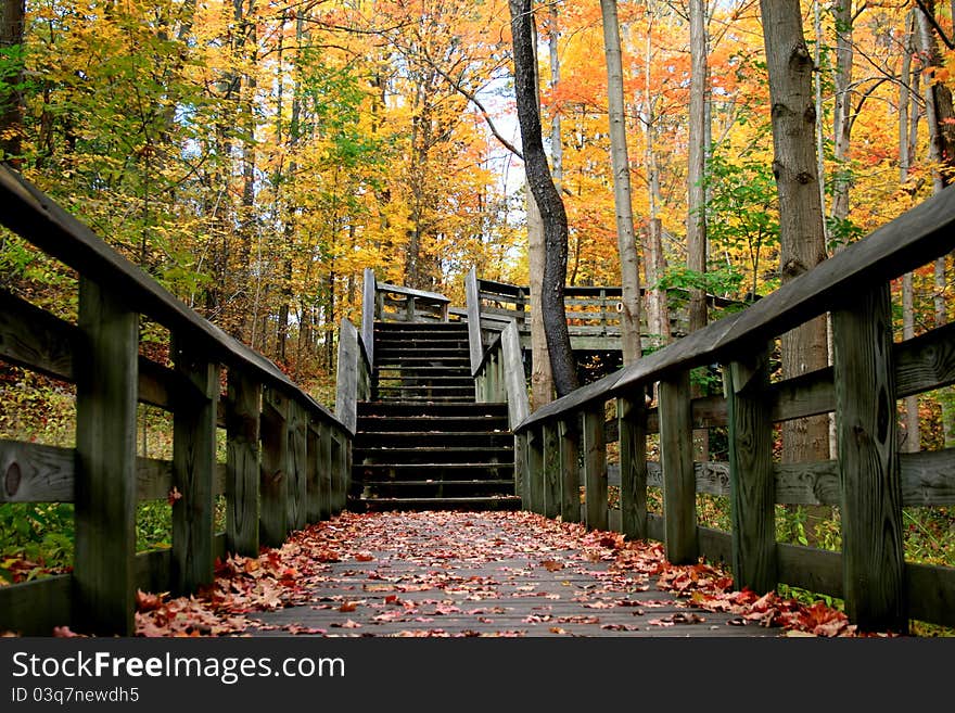 Trees turning color during the fall. Trees turning color during the fall