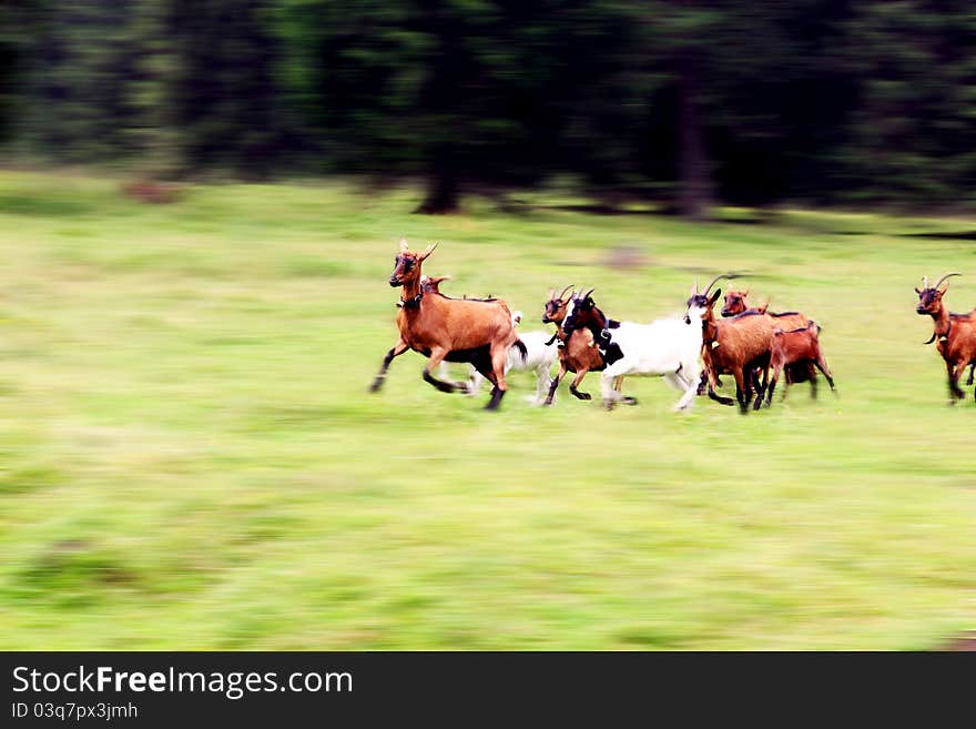 A flock of goats running on the meadow