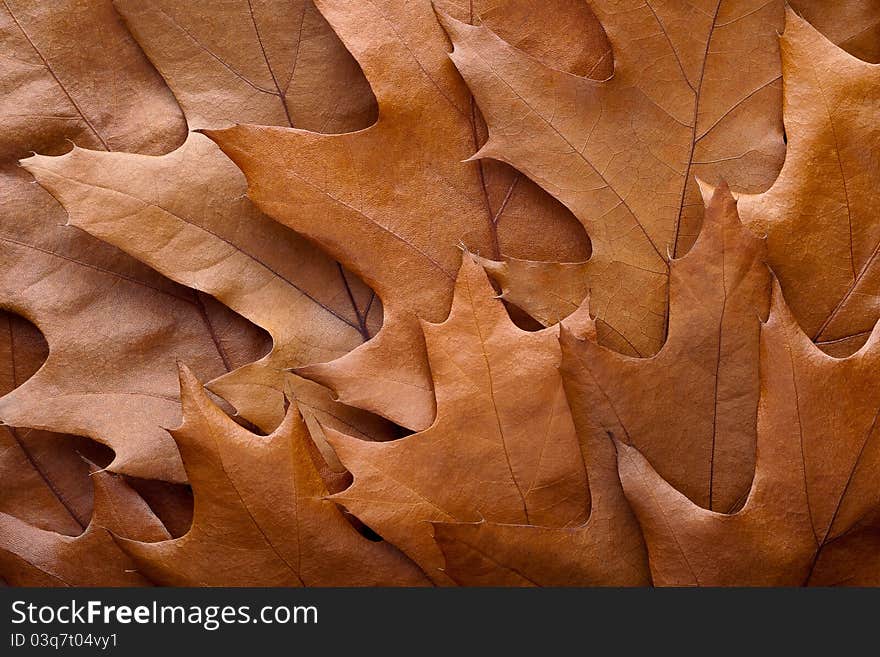 Maple autumn leaves lie in one plane. Maple autumn leaves lie in one plane.