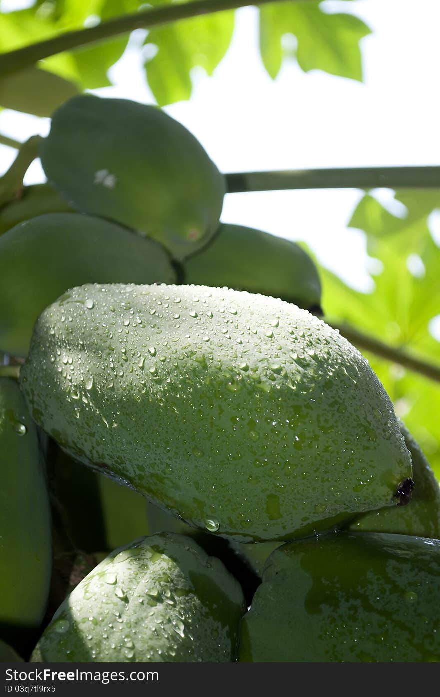 The photo of the Papaya.