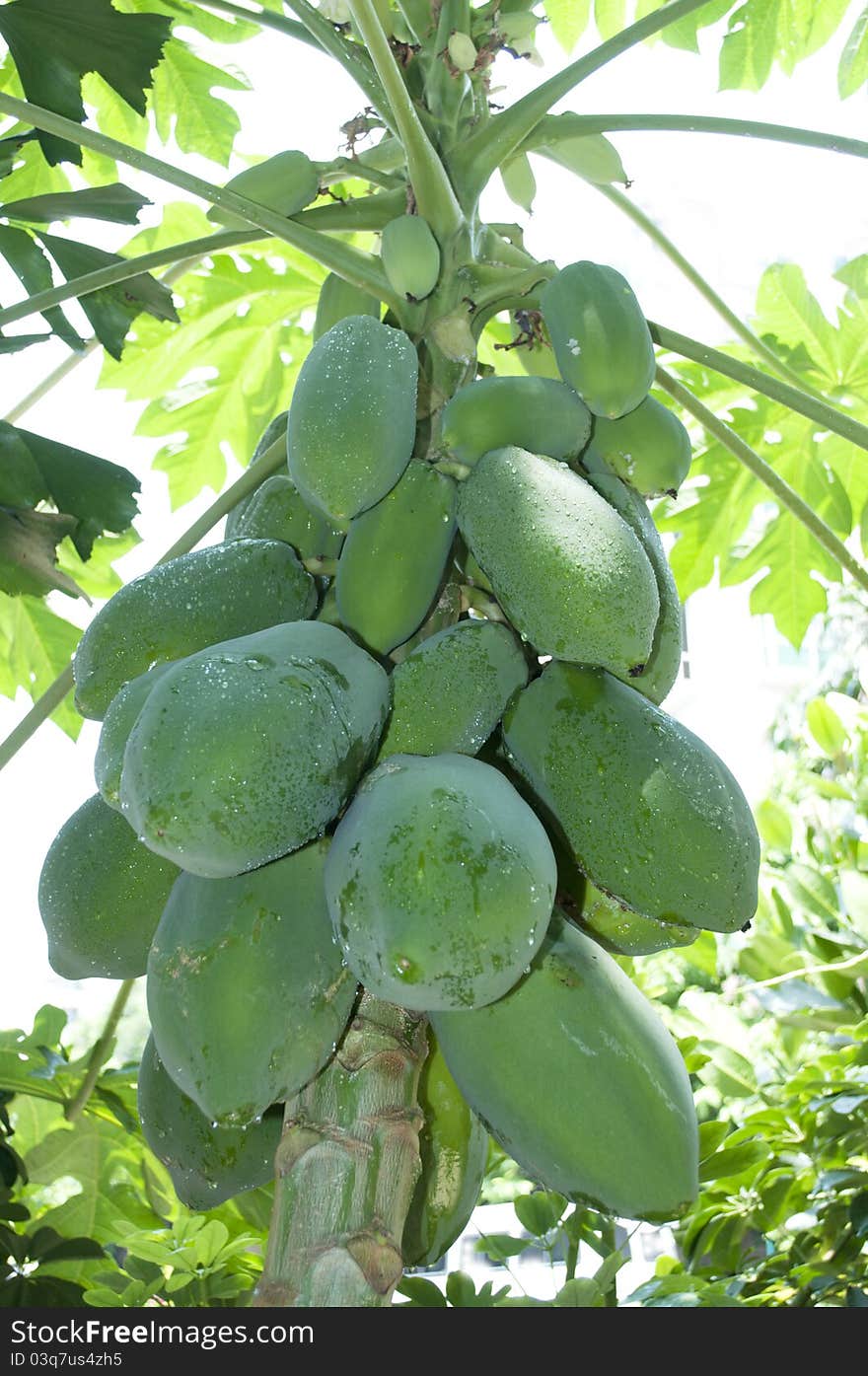 The photo of the Papaya.