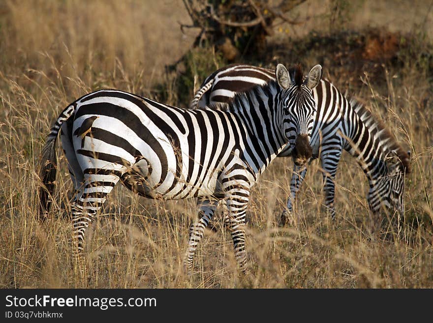 Zebras at Masai Mara National Reserve, Kenya, July 2011.