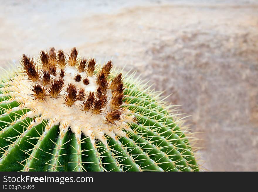 Blooming of a round tropical cactus