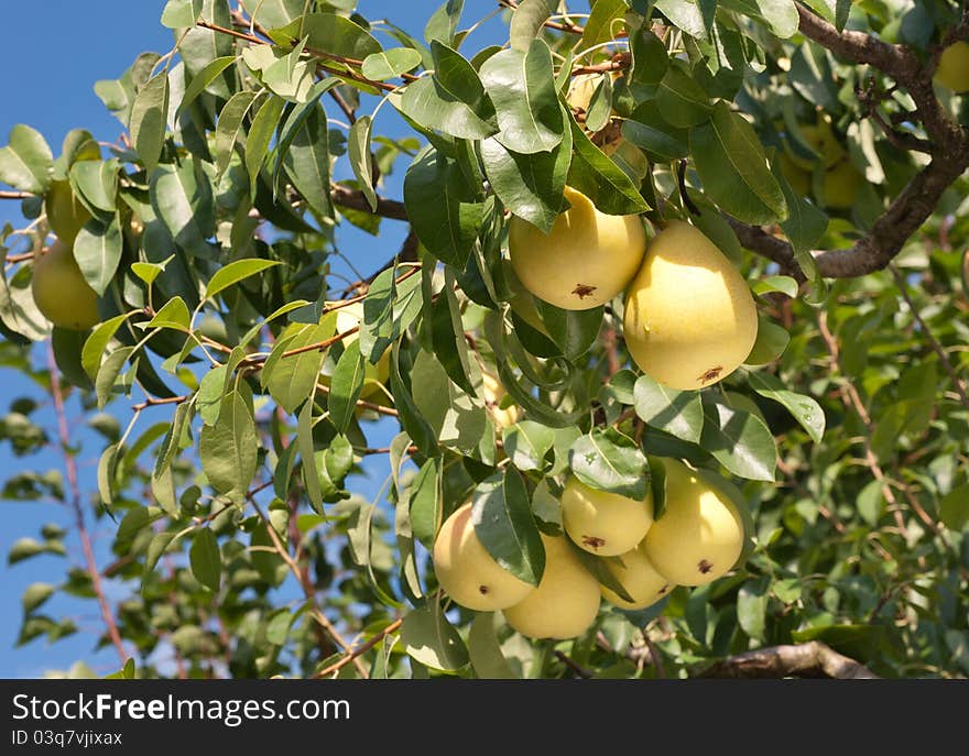 A bunch of fresh tasty pears hanging on a tree. A bunch of fresh tasty pears hanging on a tree