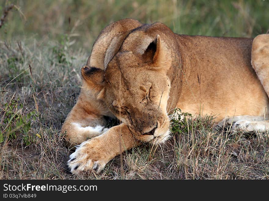 Sleeping lion at Masai Mara National Reserve, Kenya, July 2011.