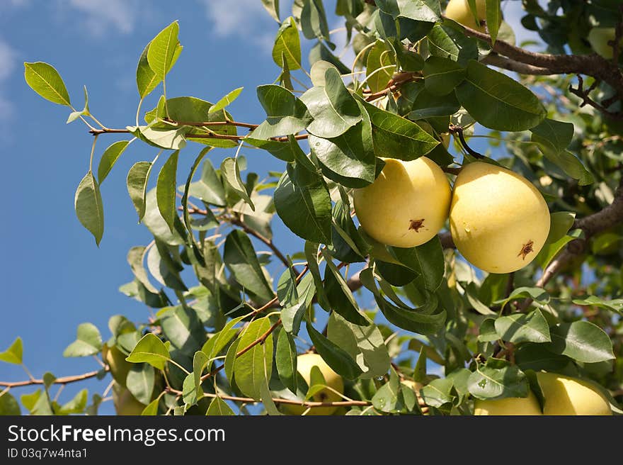 A bunch of fresh tasty pears hanging on a tree. A bunch of fresh tasty pears hanging on a tree