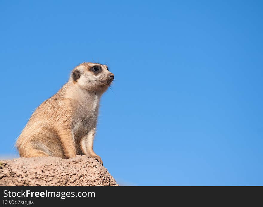 Meerkat with copy space.