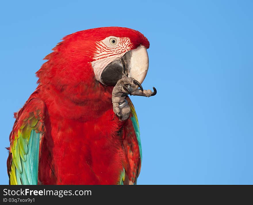 Macaw With Copy Space.