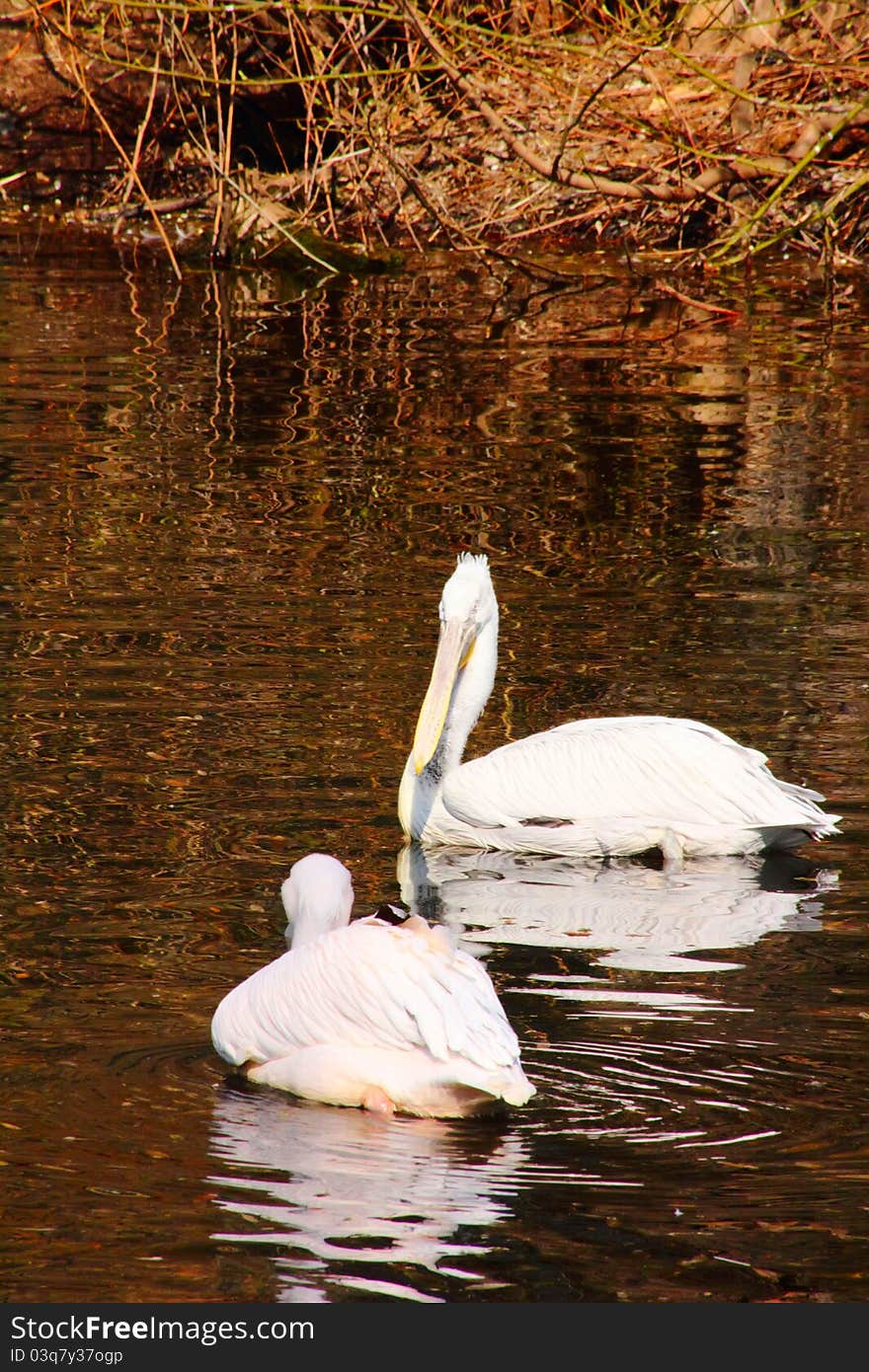 Pelican floating on the water of the pond in the Moscow Zoo. Pelican floating on the water of the pond in the Moscow Zoo.