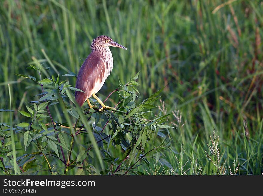 Yellow bittern