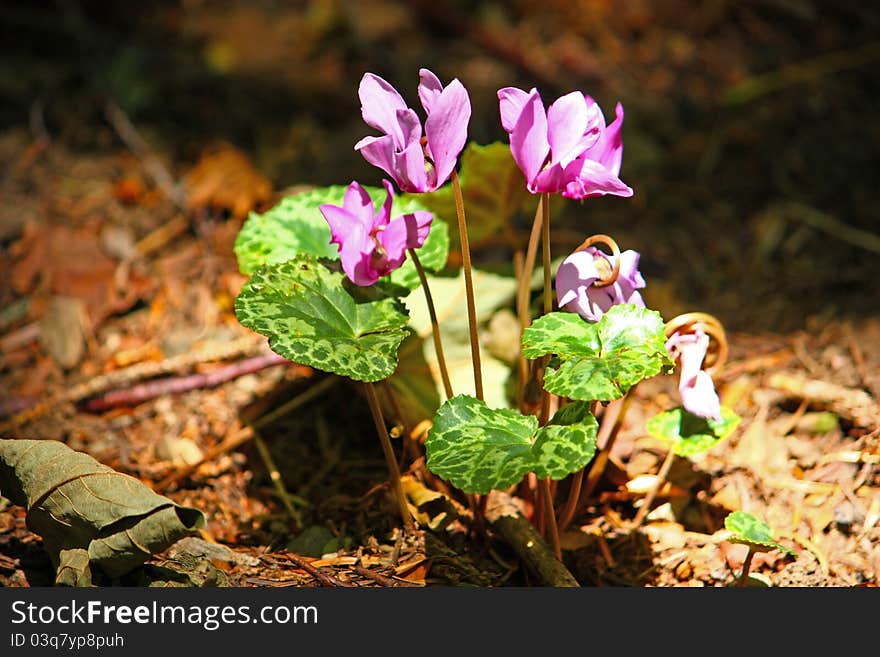 Forest Cyclamen