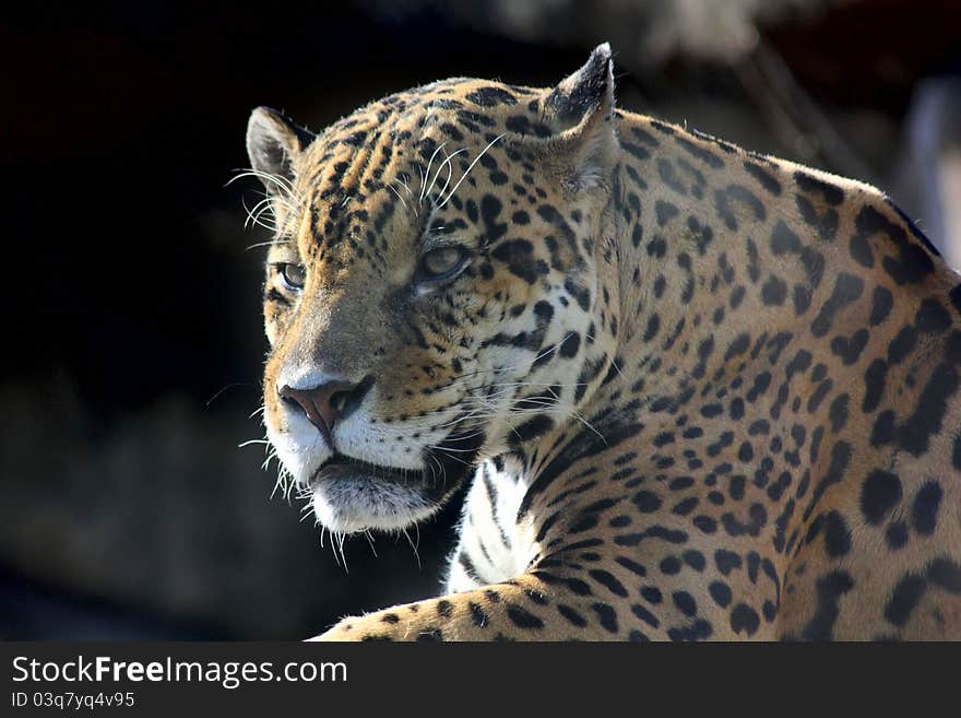 The head of a jaguar sitting in the Moscow Zoo. The head of a jaguar sitting in the Moscow Zoo.