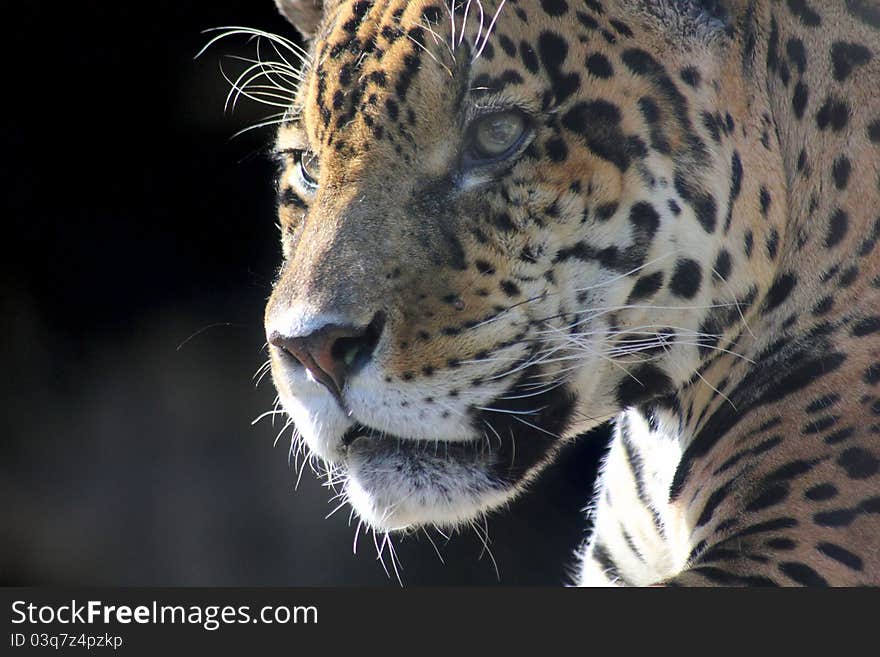 The head of a jaguar sitting in the Moscow Zoo. The head of a jaguar sitting in the Moscow Zoo.