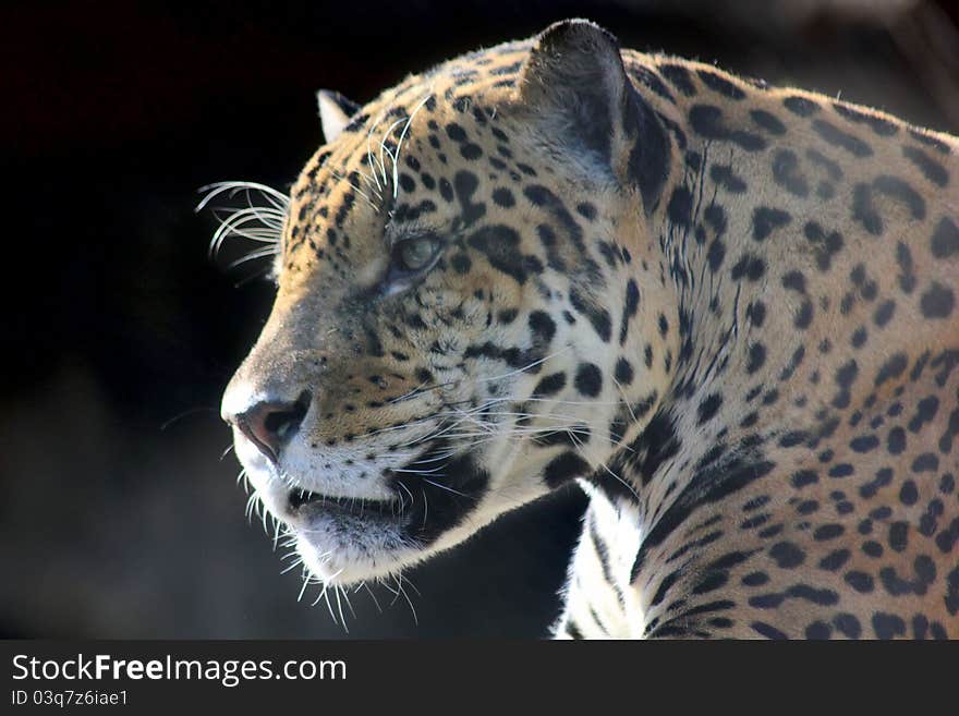 The head of a jaguar sitting in the Moscow Zoo. The head of a jaguar sitting in the Moscow Zoo.