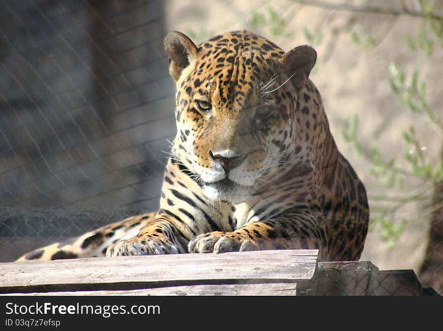 The head of a jaguar sitting in the Moscow Zoo. The head of a jaguar sitting in the Moscow Zoo.