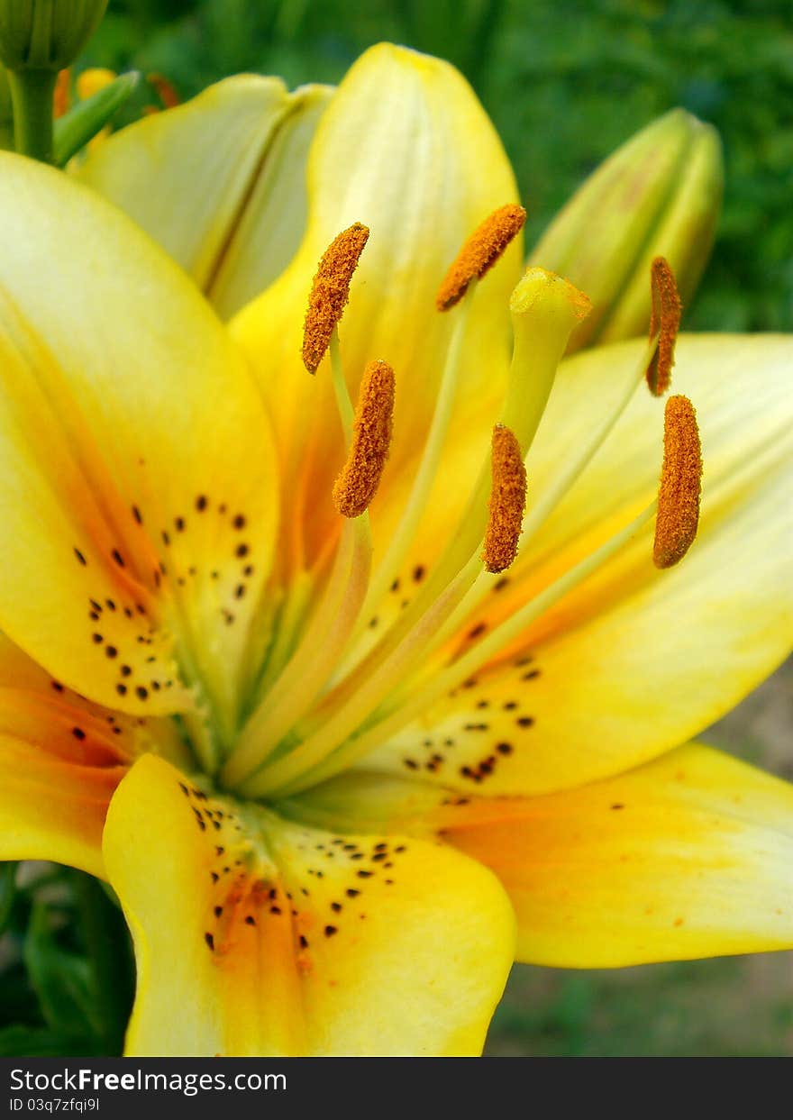 Lilies