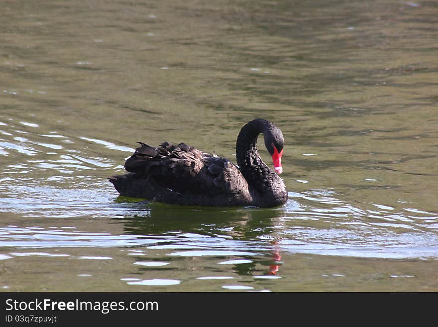 Black swan.