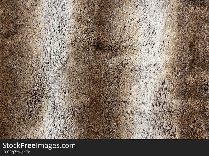 Rabbit Fur Background - Close Up