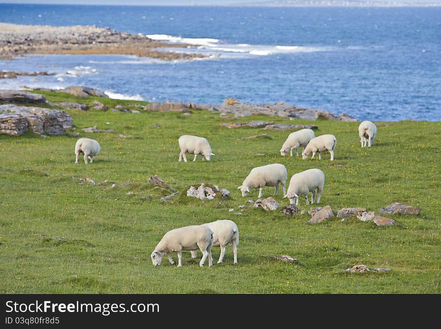 Group of sheep grazing on Irish Coastline. Group of sheep grazing on Irish Coastline