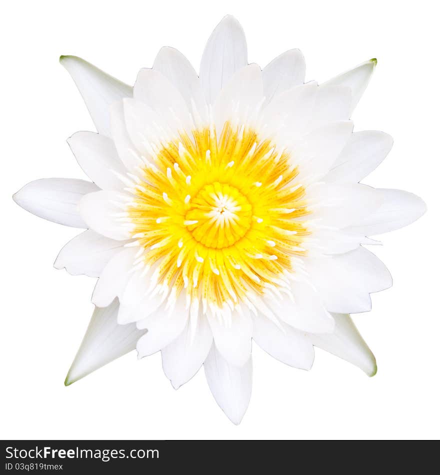 A white lotus on white background