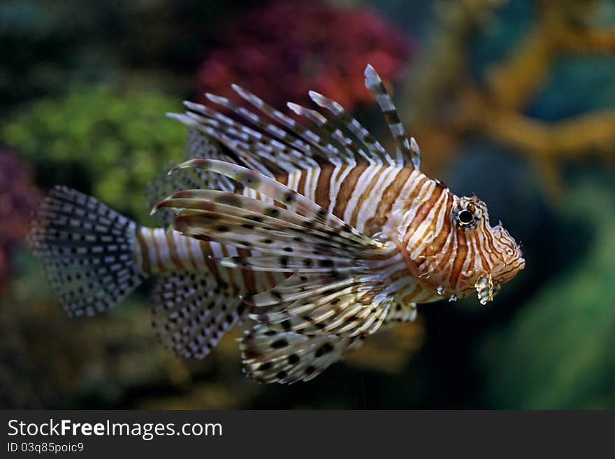 Lionfish